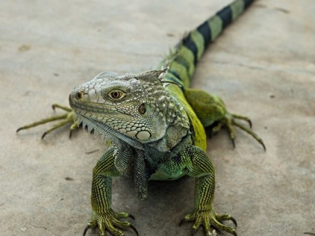 Iquana