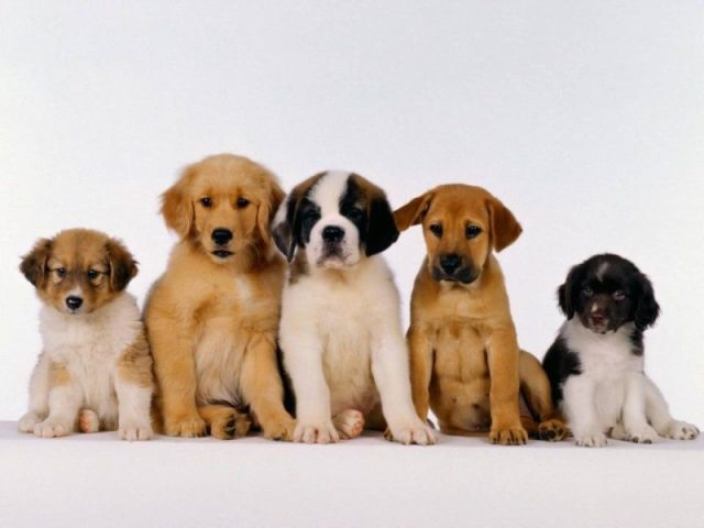 Qual é a raça de cachorro?