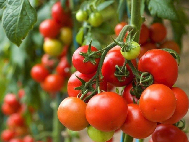 Cuidaria de uma plantação de tomate