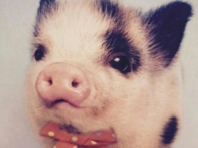 Porquinho.
- seu nome vai ser nutella !