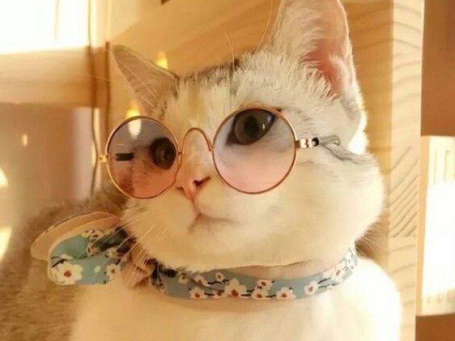 Gato
O nome dele vai ser Leon