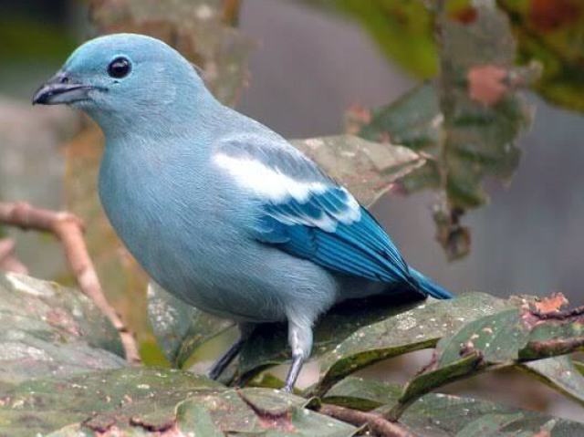 Passarinho