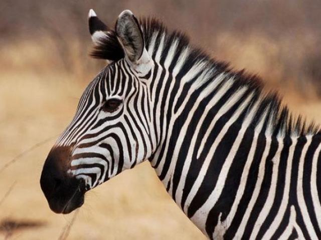 zebra