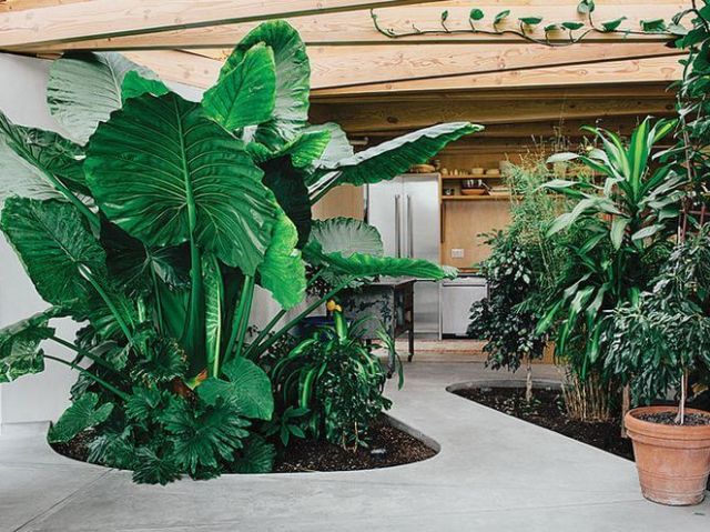 Jardim de inverno para a cozinha.