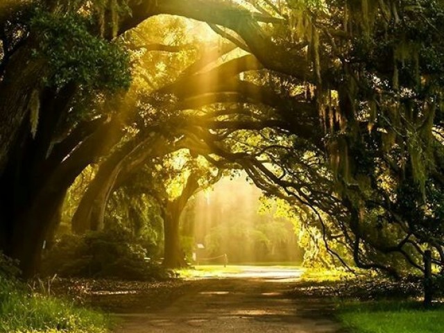 De que reino mágico de Gardenia você seria?