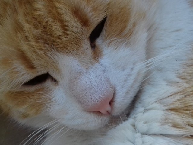 Gato