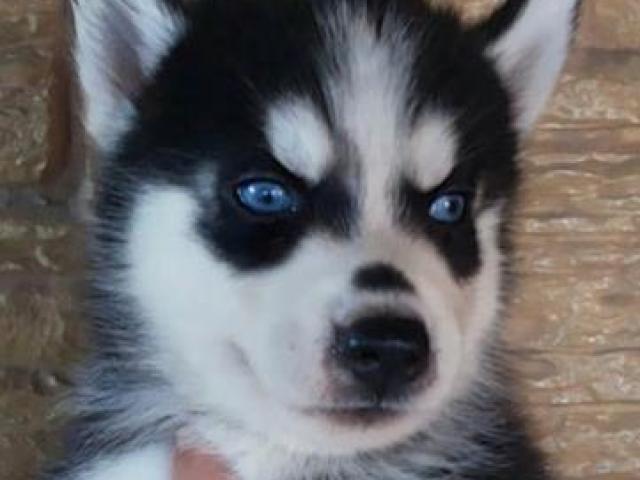 Husky Siberiano