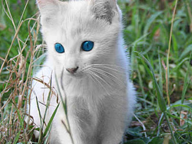 Gatinho Albino