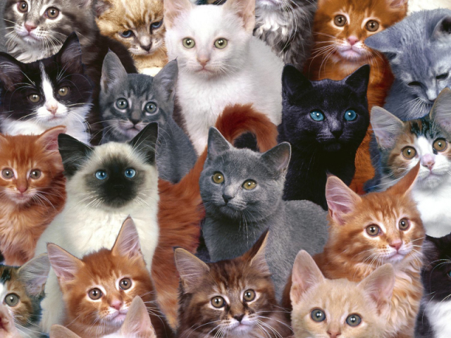 Será que você conhece as raças de gato?