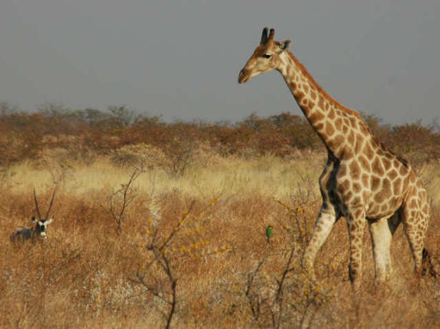 Girafa