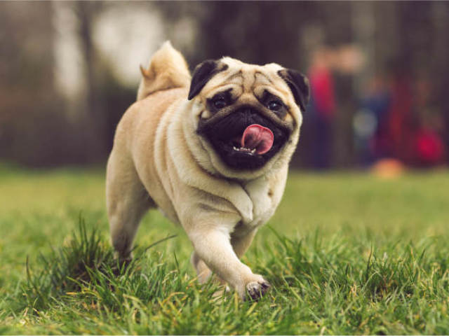 Cachorro