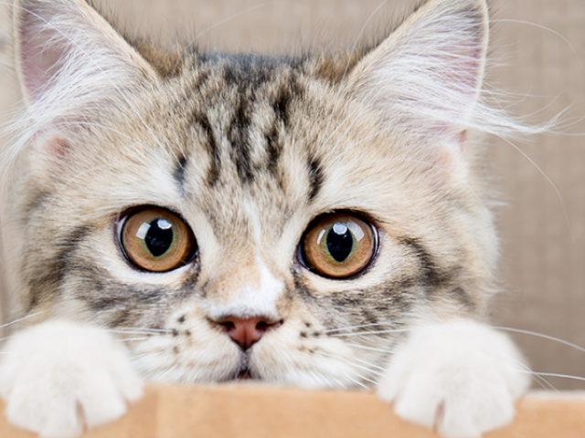 Gato