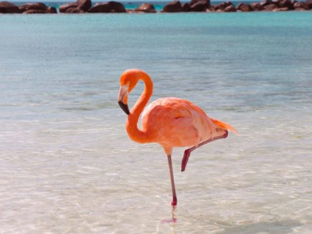 Flamingo