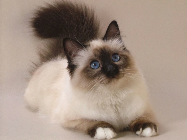 Qual gato seria ideal pra você?