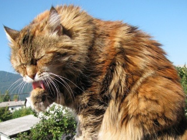 Gato Maine Coon