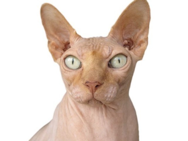 Gato Sphynx