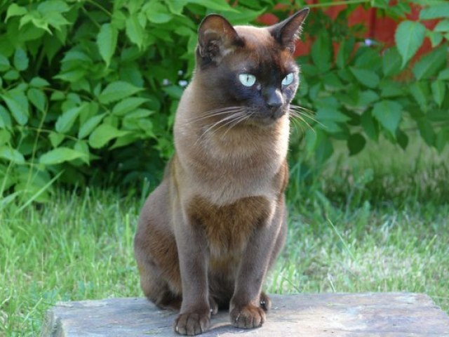 Gato Burmese