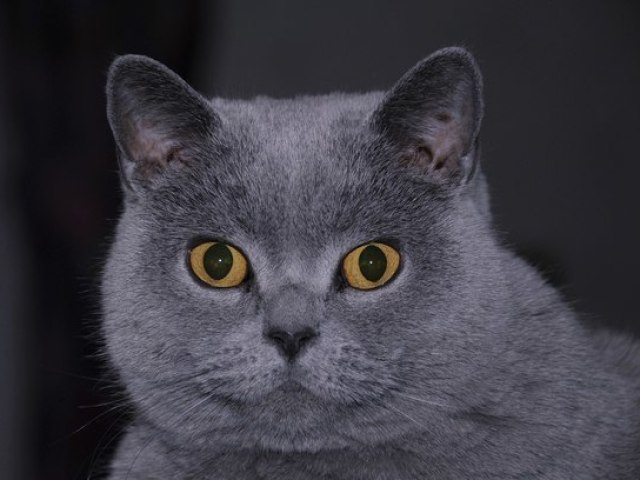 Gato British Shorthair
