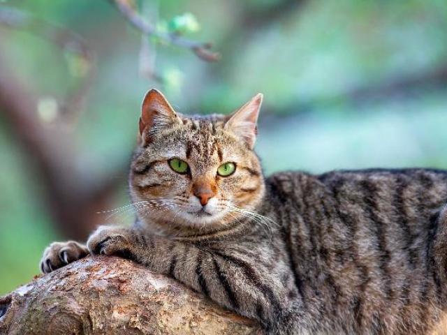 Gato vira lata