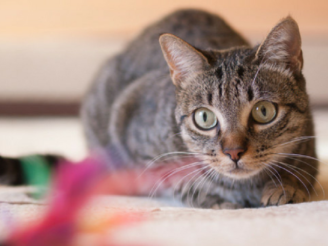 Gato