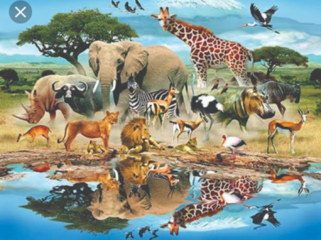 Você conhece os animais?