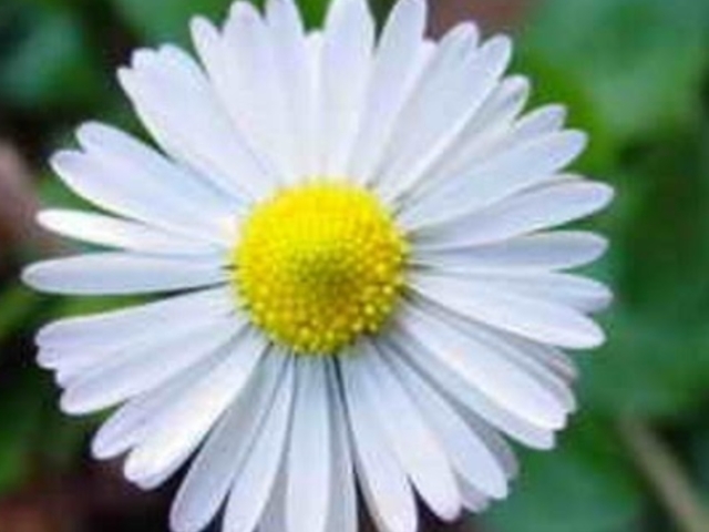 Não sei...talvez uma flor ou um apenas um sorriso