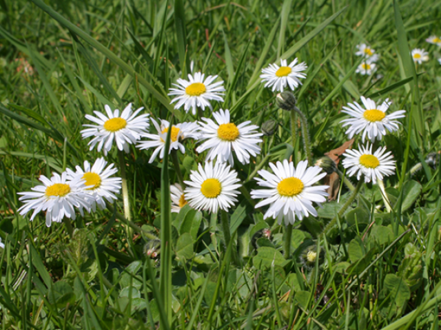Margarida