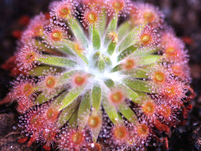 Drosera