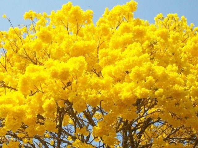 Amarelo