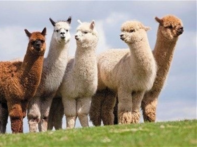 Ir num parque de Alpacas, quero muito ver essas coisas fofas.