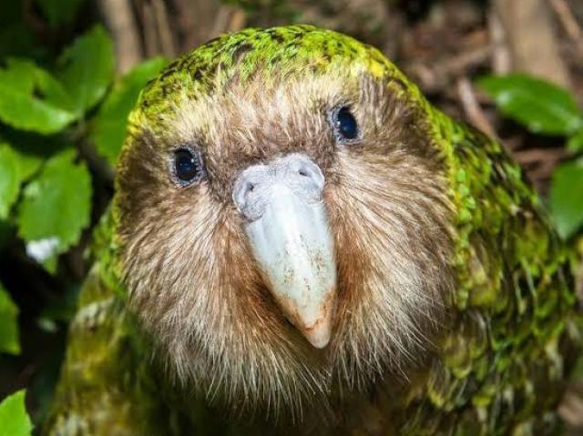 Kakapo