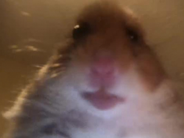 Hamster