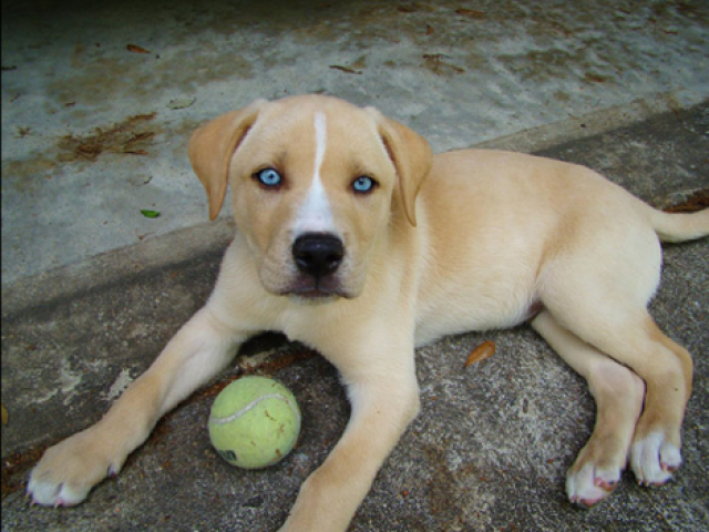 Cachorrinhos são muito fofos