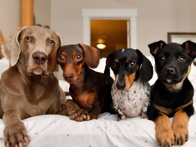 Qual raça de cachorro combina mais com você?