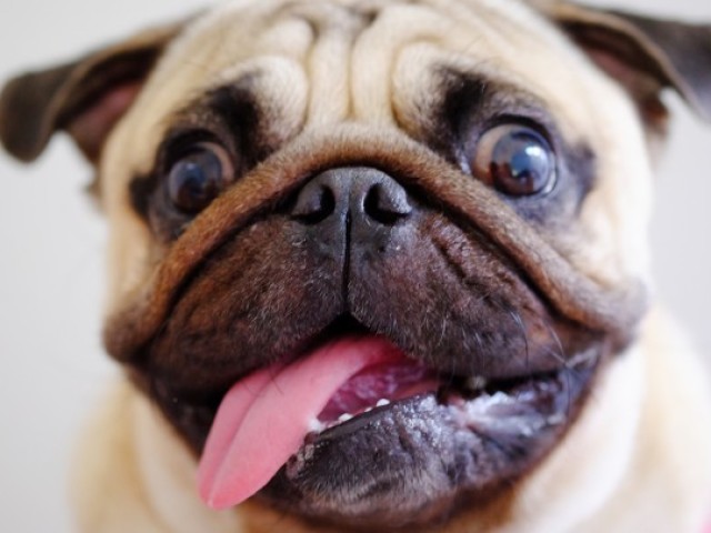 Pug