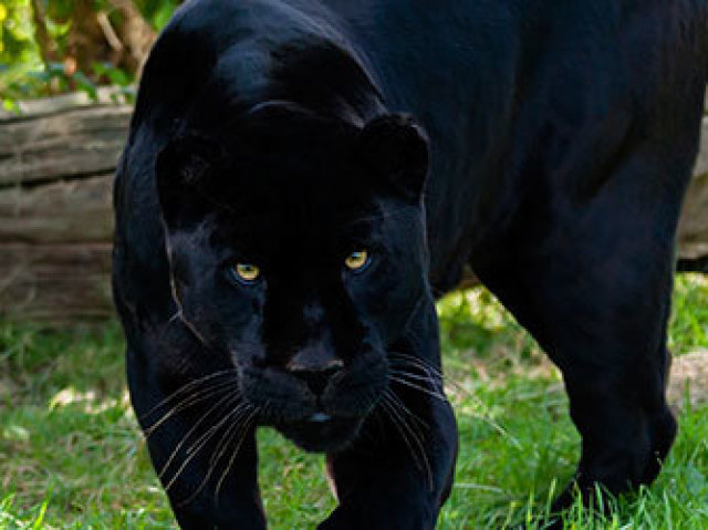 jaguar negro/pantera negra