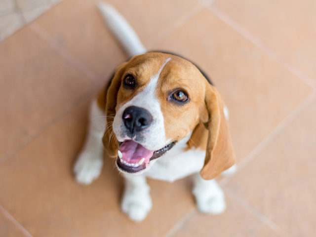 Beagle