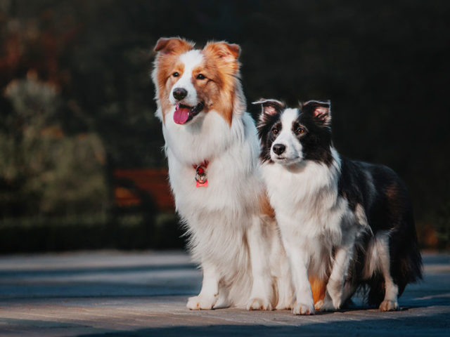 Border collie