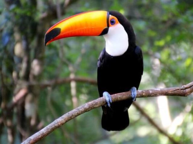 Tucano