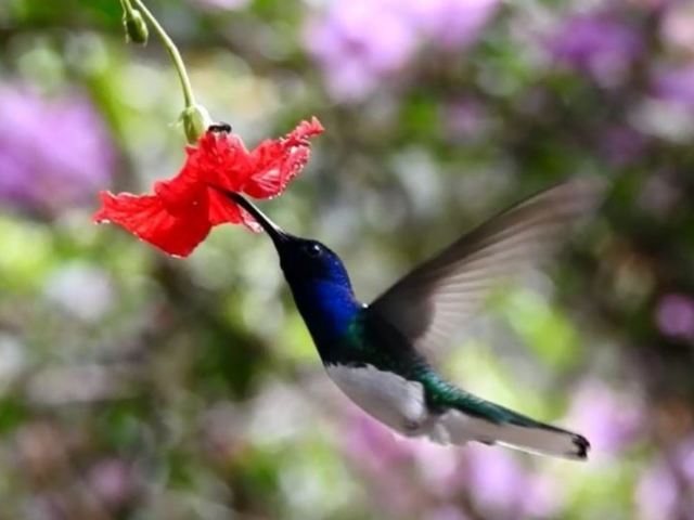 Beija-flor