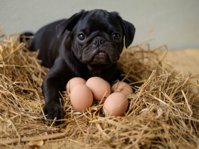 Cão - cães - cachorros - InfoEscola