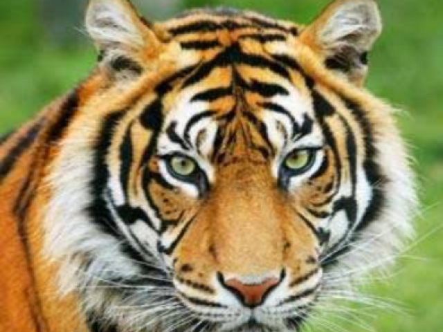 Tigre