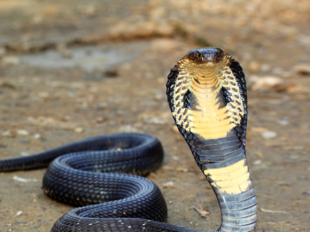 Será que você consegue acertar qual é a cobra pela a imagem?