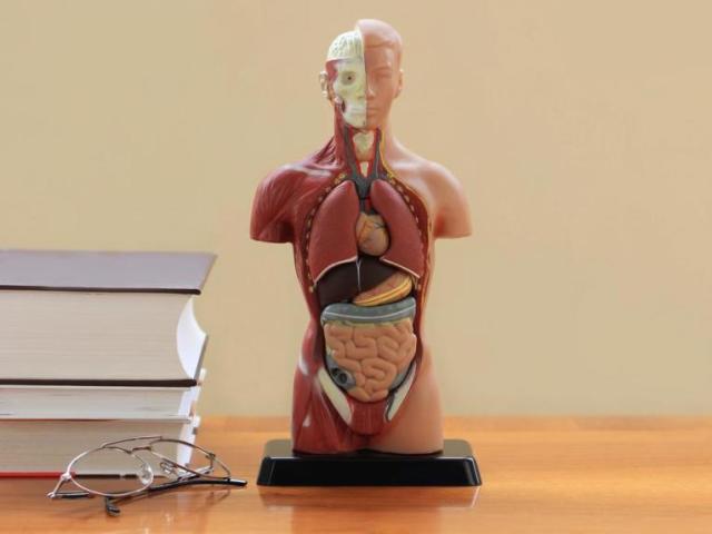 Mitos e Verdades sobre o Corpo Humano!