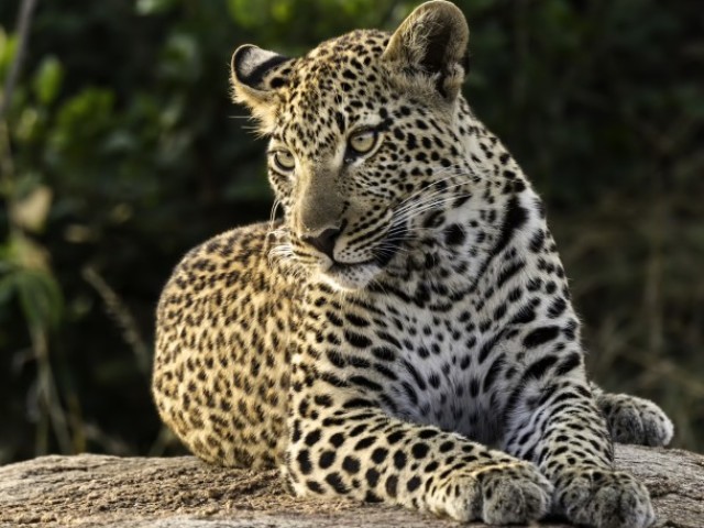 Leopardo