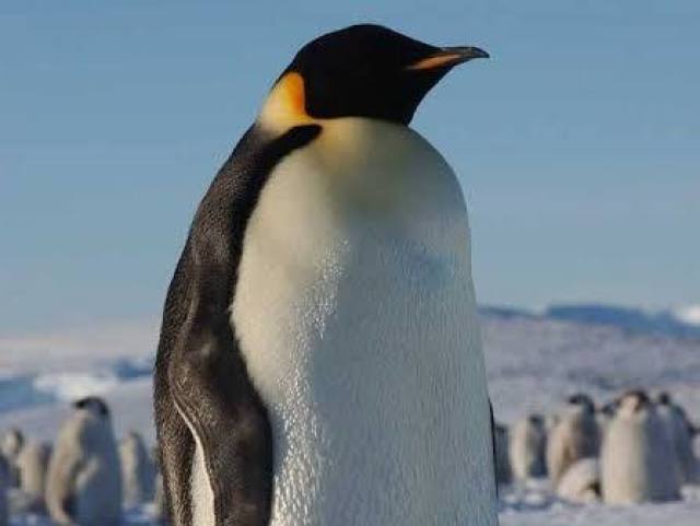 Pinguim