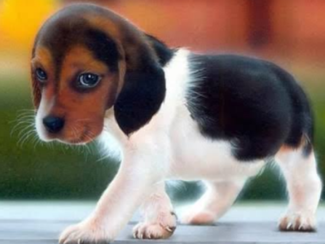 Cachorro