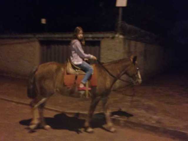 Cavalo