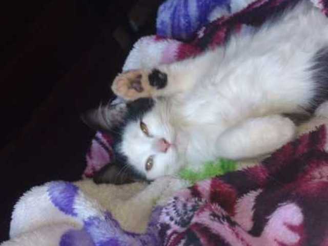 Gato