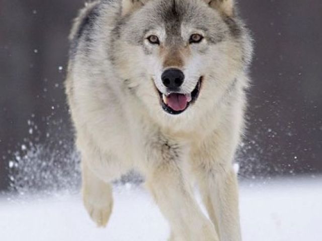 Lobo